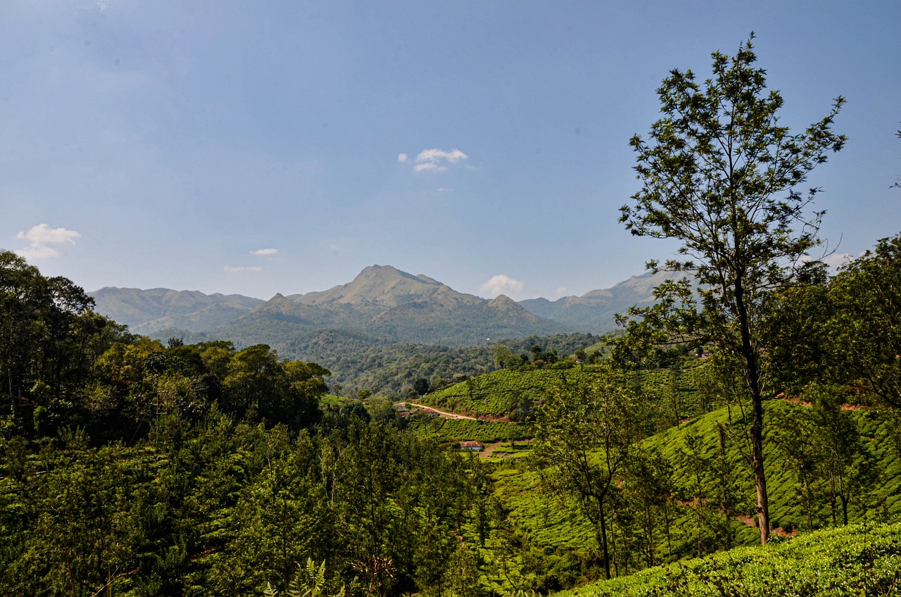 Immersive Wayanad Experience: Cooking Class & Cycling Tour